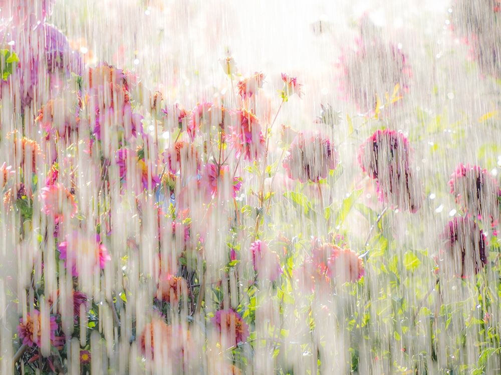 Oregon-Canby-Swam Island Dahlias-water coming down on flowers